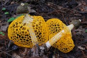 노랑망태버섯에서 당 흡수 억제물질 발견
