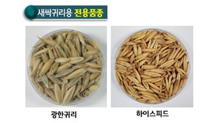 새싹귀리, 아토피 피부염 개선 효과 탁월!