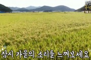 농업농촌 구석구석 ep.14 가을 논의 황금빛 바람 ASMR