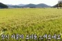 농업농촌 구석구석 ep.14 가을 논의 황금빛 바람 ASMR